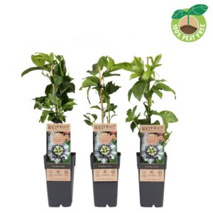 Passiflora Passiflora edulis, P15
(10 Plants/Order)(15cmP 50cmH)