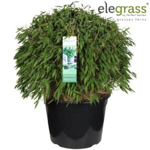 Fargesia murieliae Fargesia 'Moontears'® Boobux P46
(1 Plants/Order)(46cmP 80cmH)