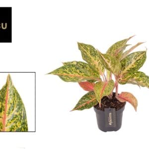 Aglaonema other Aglaonema Samba Red
(6 Plants/Order)(12cmP 45cmH)