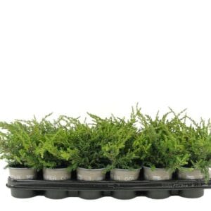 Juniperus communis Repanda Juniperus communis 'Repanda'
(18 Plants/Order)(9cmP 10cmH)