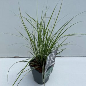 Carex oshimensis Everest Carex 'Everest'
(10 Plants/Order)(13cmP 25cmH)