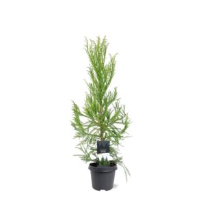 Cryptomeria Cryptomeria japonica 'Kitayama'
(1 Plants/Order)(23cmP 90cmH)