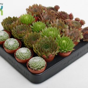 Sempervivum mix Sempervivum mix
(20 Plants/Order)(5.5cmP 10cmH)