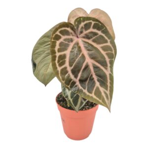 Anthurium Leaf DocBlock Anthurium Zara® '33' X Home, Sweet Home® '32'
(2 Plants/Order)(15cmP 50cmH)
