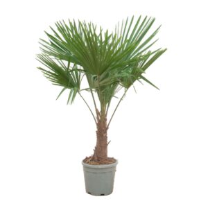 Trachycarpus fortunei Trachycarpus Fortunei - 170cm
(1 Plants/Order)(30cmP 170cmH)