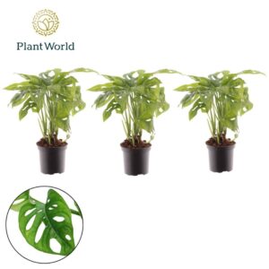 Monstera obliqua Leichtlinii Monstera Monkey Leaf 7 cm
(16 Plants/Order)(7cmP 20cmH)