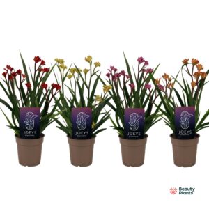 Anigozanthos other Anigozanthos Beauty mix in Tray
(6 Plants/Order)(12cmP 40cmH)