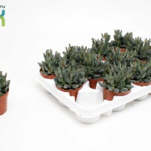 Succulenten mix Adromiscus maculata
(12 Plants/Order)(8.5cmP 15cmH)