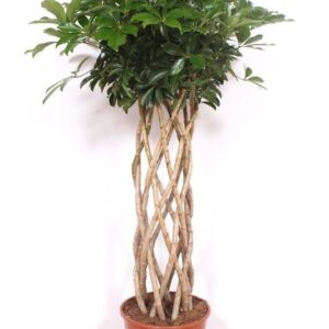 Schefflera Compacta Schefflera arboricola ' Compacta'
(1 Plants/Order)(30cmP 150cmH)
