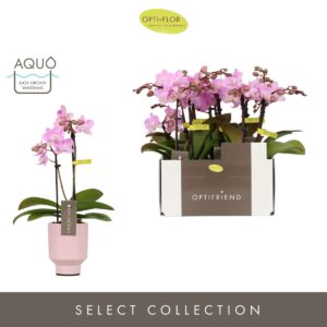 Phalaenopsis Multiflora Optifriend Lieke 2 spike in Emilia Pink Aquo
(6 Plants/Order)(7cmP 25cmH)