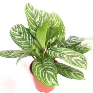 Aglaonema Stripes Aglaonema Stripes
(1 Plants/Order)(24cmP 80cmH)
