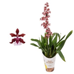 Oncidium Oncidium 'Cherry Baby' 1 spike 12 cm met Leaf spikel
(6 Plants/Order)(12cmP 55cmH)