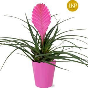 Tillandsia cyanea Vincent Tillandsia Vincent pink Coco
(11 Plants/Order)(10cmP 30cmH)