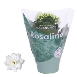 Kalanchoe blossfeldiana Rosalina Do Kalanchoe Rosalina 07cm Don Dione white
(16 Plants/Order)(7cmP 15cmH)