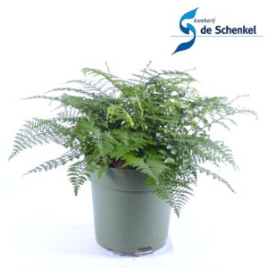 Asplenium Parvati Asplenium Parvati
(1 Plants/Order)(27cmP 60cmH)