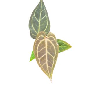 Anthurium Leaf DocBlock Anthurium Dark & Handsome® '9' X Zara ® '33'
(1 Plants/Order)(12cmP 40cmH)