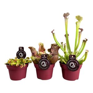 Vleesetende plants Vleesetende plants mix | 2+2 Sarracenia, 2 Dionaea
(6 Plants/Order)(12cmP 40cmH)