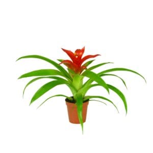 Guzmania Tempo Guzmania Tempo
(6 Plants/Order)(5.5cmP 15cmH)