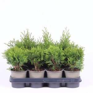 Thuja other dark yellow Thuja mixed bak
(11 Plants/Order)(11cmP 25cmH)