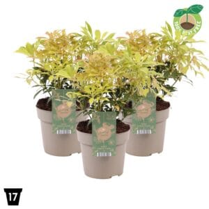 Pieris Forest Flame japonica
(1 Plants/Order)(17cmP 30cmH)