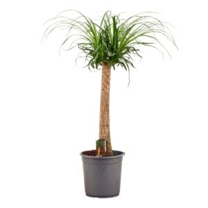 Nolina recurvata Beaucarnea Recht 24 cm
(1 Plants/Order)(24cmP 90cmH)