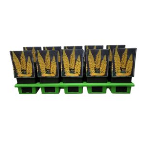 Lupinus Chandelier Lupinus 'The Chandelier' P11
(10 Plants/Order)(11cmP 25cmH)