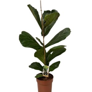Ficus lyrata Ficus lyrata
(1 Plants/Order)(21cmP 80cmH)