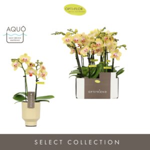 Phalaenopsis Multiflora Optifriend Stella 2 spike in Emilia Sand Aquo
(6 Plants/Order)(7cmP 25cmH)