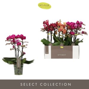 Phalaenopsis Multiflora Optimost Spicy mix 3 spike
(4 Plants/Order)(12cmP 45cmH)