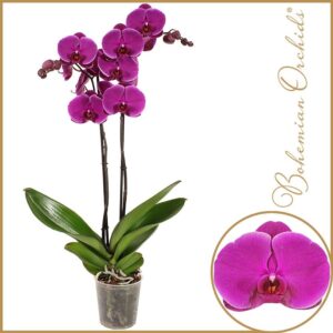 Phalaenopsis other purple more Phalaenopsis 2 spike Joyride
(10 Plants/Order)(12cmP 70cmH)