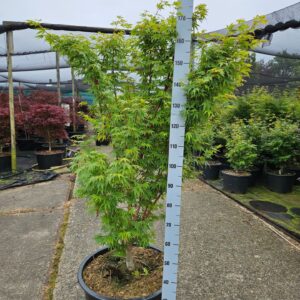 Acer palmatum Sangokaku Acer palmatum 'Sangokaku'
(1 Plants/Order)(59cmP 170cmH)