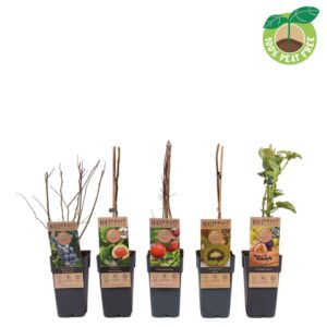 fruit trees other fruit mix tray exclusief, P15
(10 Plants/Order)(15cmP 50cmH)