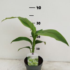 Musa basjo Musa basjoo
(10 Plants/Order)(12cmP 25cmH)