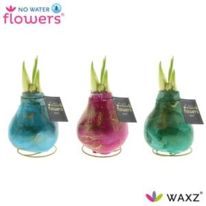 Hippeastrum Wax Univerz Saturnus
(6 Plants/Order)(5cmP 15cmH)