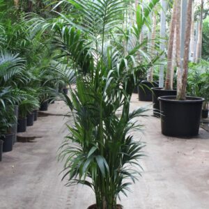 Howea forsteriana Howea forsteriana 15 per Pot
(1 Plants/Order)(34cmP 220cmH)