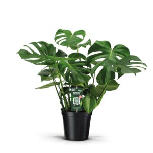 Monstera deliciosa Monstera Deliciosa 21
(4 Plants/Order)(21cmP 75cmH)