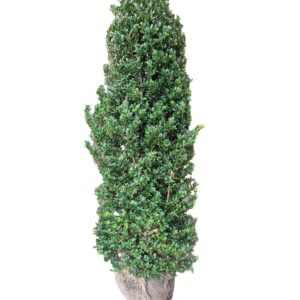 Ilex crenata Dark Green Ilex crenata Dark Green, Kluit, Struik 125-150cm, (2 Days levertijd!)
(1 Plants/Order)(2cmP 175cmH)