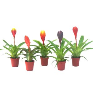 Vriesea other Vriesea mix
(6 Plants/Order)(5.5cmP 15cmH)