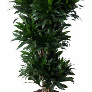 Dracaena Compacta Dracaena Compacta busch P31
(1 Plants/Order)(31cmP 130cmH)