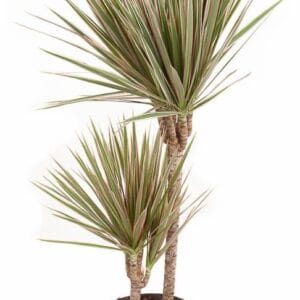 Dracaena Bicolor Dracaena Bicolor 45-15
(1 Plants/Order)(19cmP 100cmH)