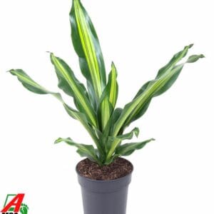 Dracaena Burley Dracaena Burley kopstek P19
(1 Plants/Order)(19cmP 70cmH)