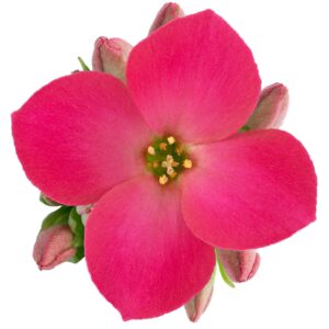 Kalanchoe Bromo Melody
(15 Plants/Order)(9cmP 17cmH)