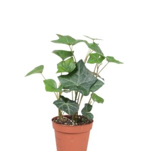 Hedera hibernica Hedera Hibernica
(21 Plants/Order)(8.5cmP 10cmH)