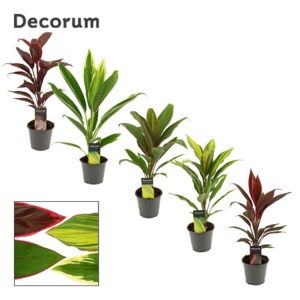 Cordyline Cordyline mix 12 cm(Decorum) 
(10 Plants/Order)(12cmP 40cmH)