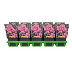 Phlox Paniculata Phlox paniculata Pinky Hill P11
(10 Plants/Order)(11cmP 25cmH)