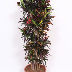 Codiaeum Mammi Codiaeum Mammi (Croton)
(1 Plants/Order)(40cmP 170cmH)