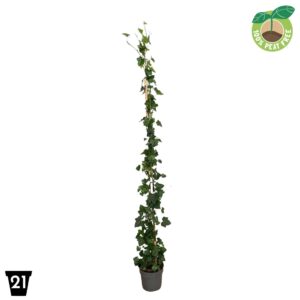 Hedera hibernica Hedera hibernica
(1 Plants/Order)(21cmP 180cmH)