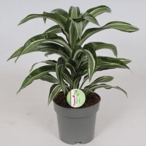 Dracaena Jade Jewel Dracaena 'Jade Jewel'
(6 Plants/Order)(17cmP 45cmH)