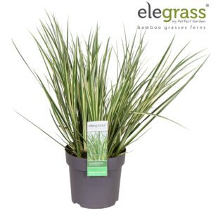 Siergrassen mix Acorus gramineus 'Argenteostriatus' P14
(6 Plants/Order)(14cmP 40cmH)