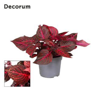 Iresine herbstii Rich Redstar Iresine Herbstii Rich Redstar Decorum
(6 Plants/Order)(13cmP 20cmH)